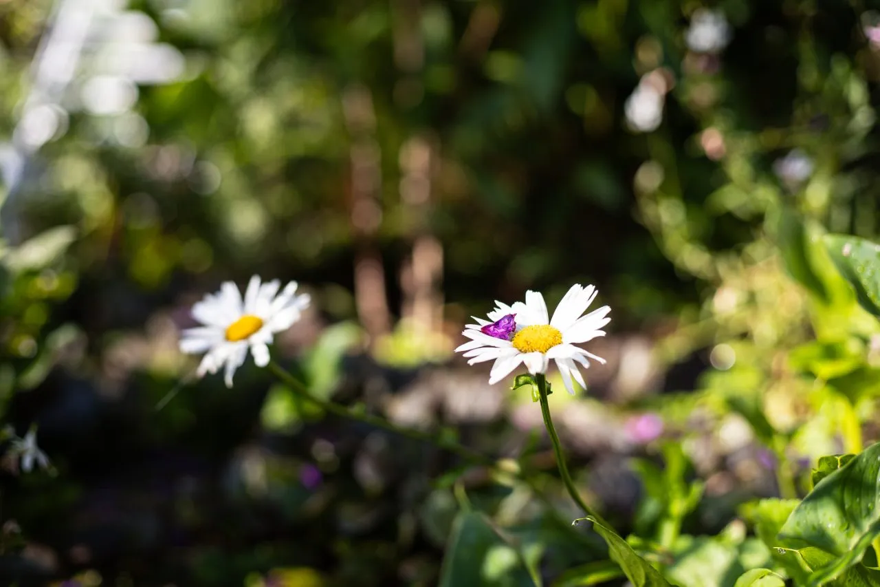 Strombolis Retirement Village