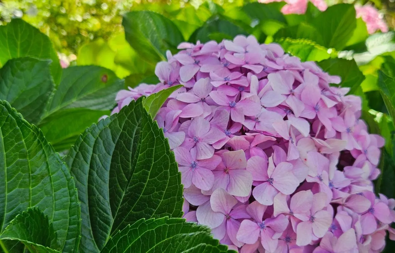 Strombolis Retirement Village